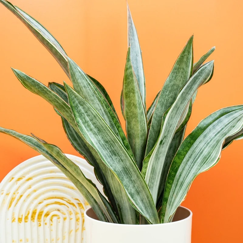 SANSEVIERIA MARLOWE