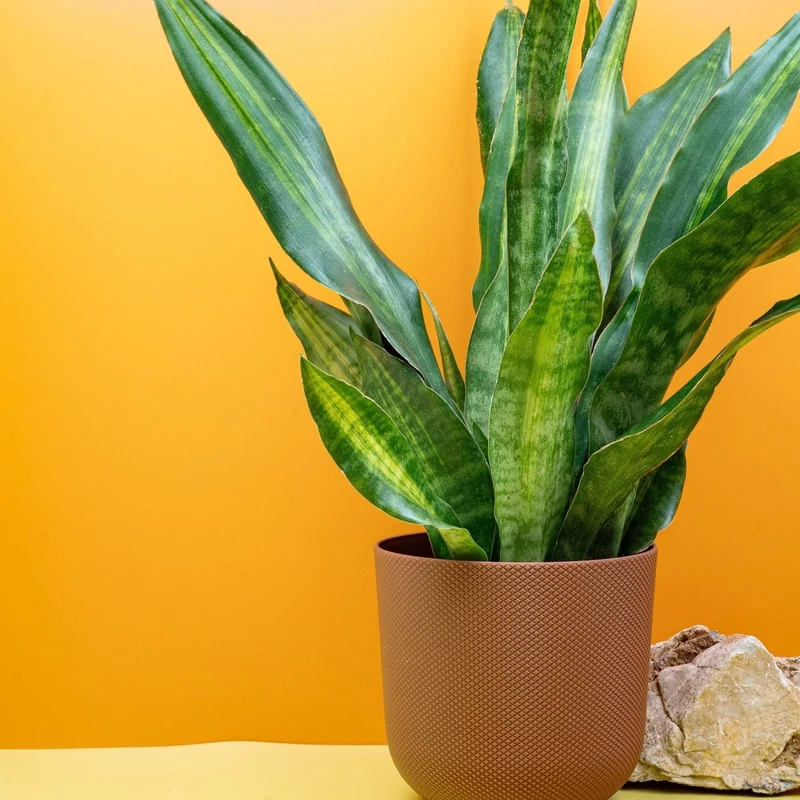 SANSEVIERIA NITE LITE