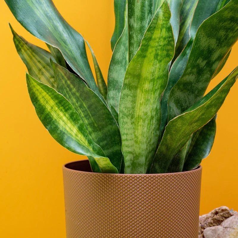 SANSEVIERIA NITE LITE