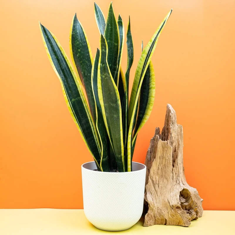 SANSEVIERIA BLACK GOLD