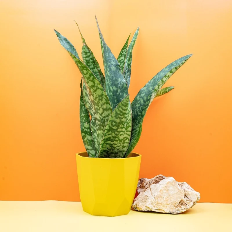 SANSEVIERIA AUBRYTIANA DRAGON