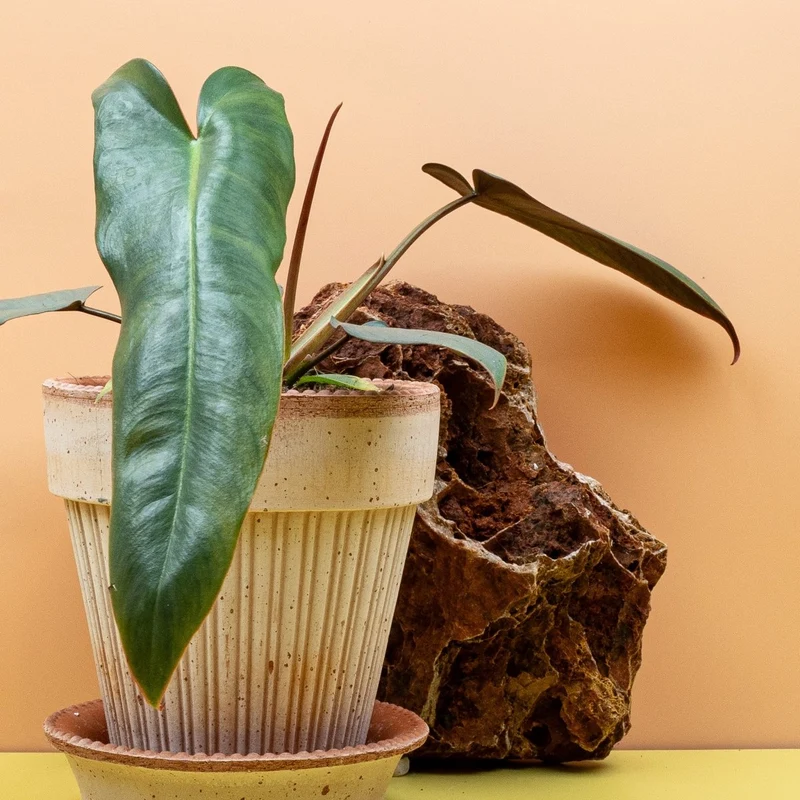 PHILODENDRON ATABAPOENSE