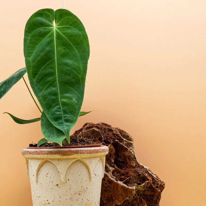 ANTHURIUM QUEREMALENSE