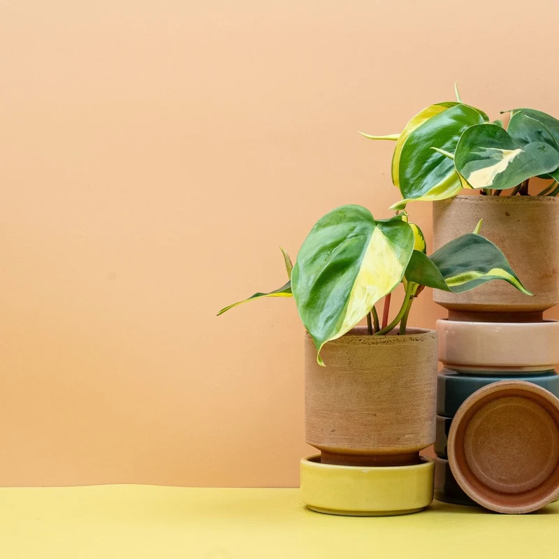 PHILODENDRON SCANDENS BRASIL