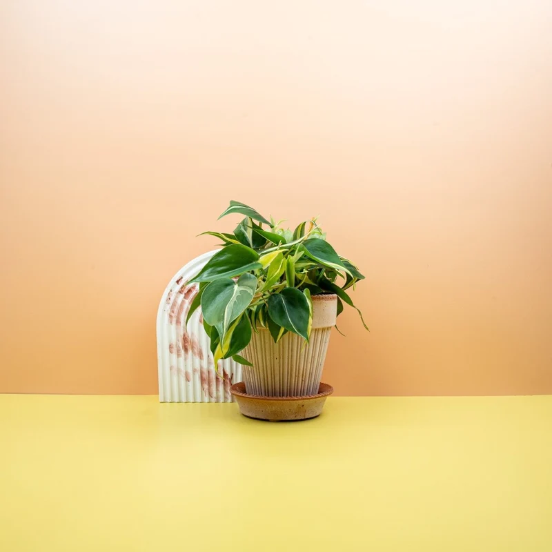 PHILODENDRON CREAM SPLASH