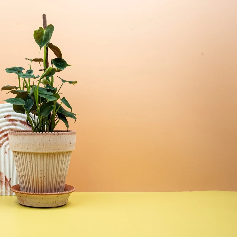 PHILODENDRON LUPINUM