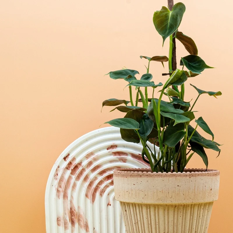 PHILODENDRON LUPINUM