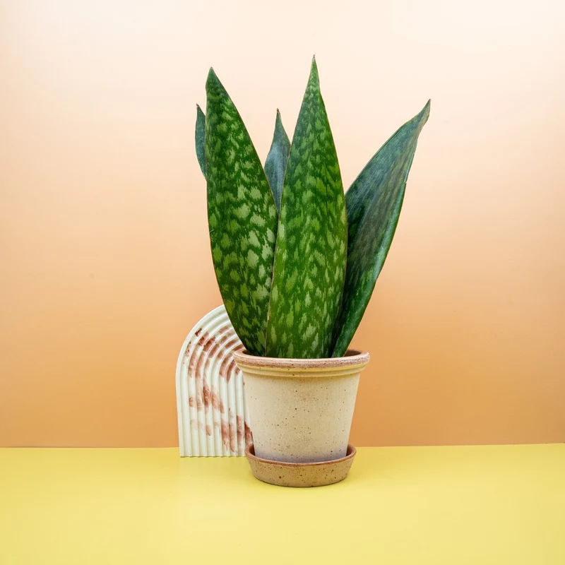 SANSEVIERIA JAMAIQUINA QUEEN