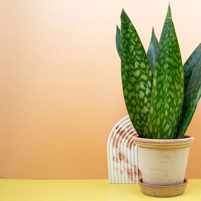 SANSEVIERIA JAMAIQUINA QUEEN