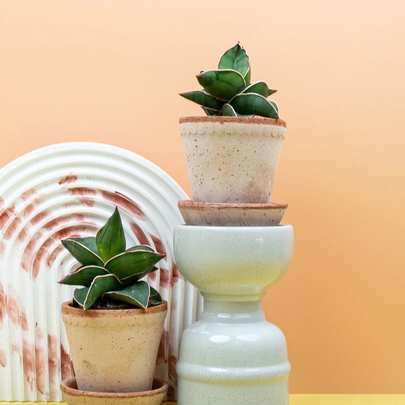 SANSEVIERIA SAMURAI
