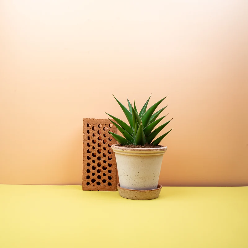 SANSEVIERIA SAMURAI