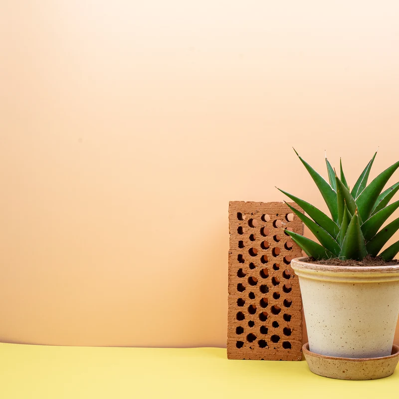SANSEVIERIA SAMURAI