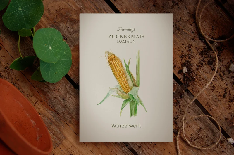 Zuckermais ‘Damaun’