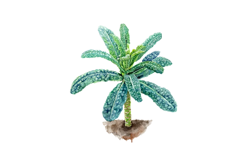 Palmkohl ‘Nero di Toscana’
