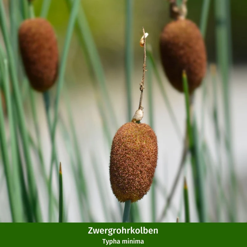 Miniteich mit Zinkwanne