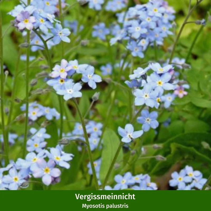 Miniteich mit Zinkwanne