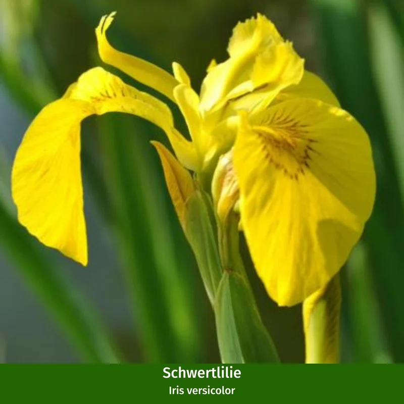 Miniteich mit Zinkwanne