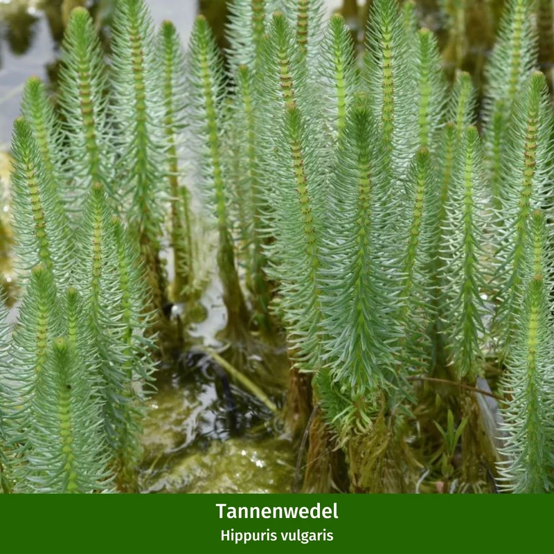 Miniteich in ovaler Zinkwanne "Starter Set"