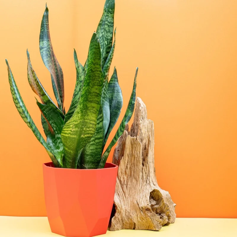 SANSEVIERIA SUPER GREEN