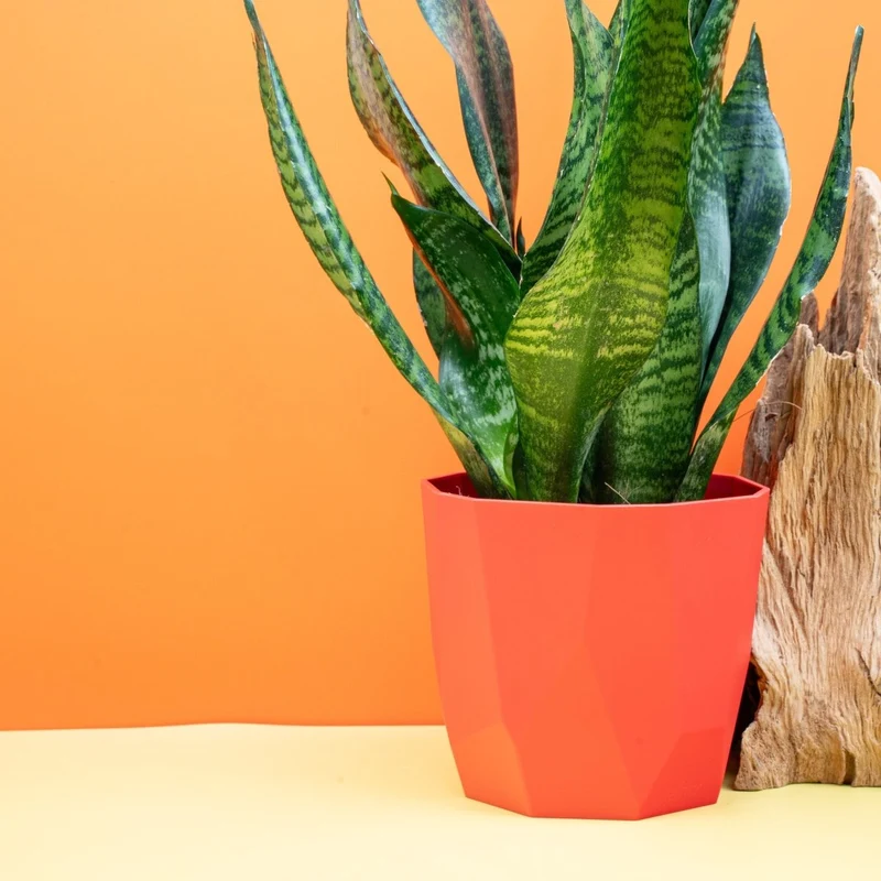 SANSEVIERIA SUPER GREEN