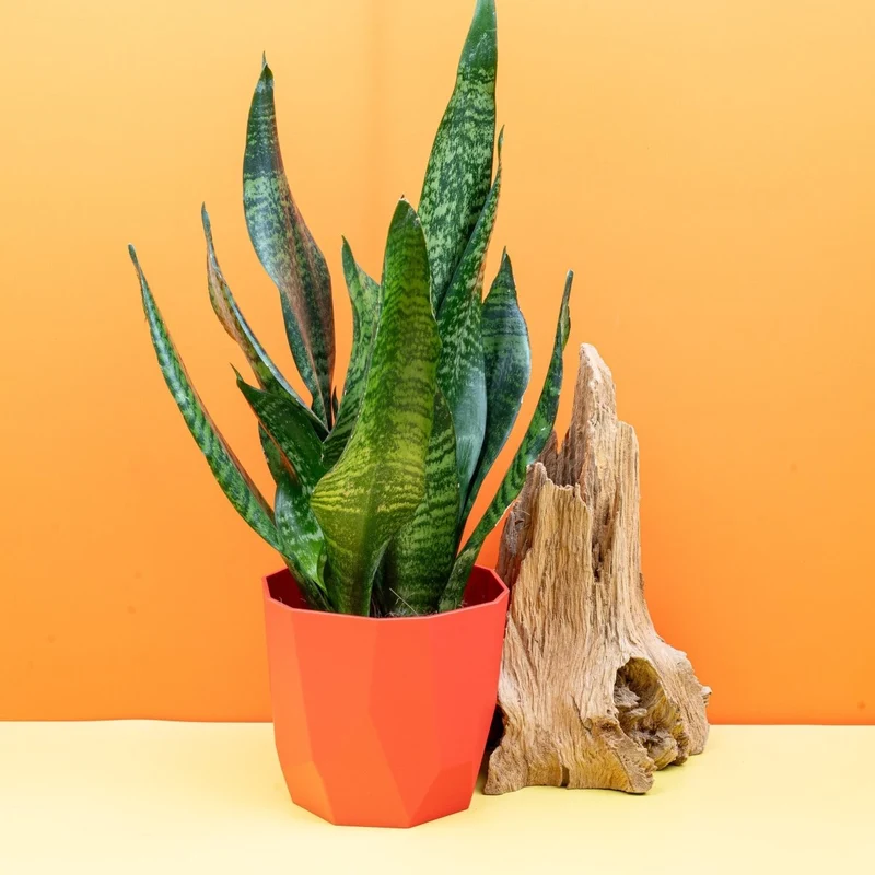 SANSEVIERIA SUPER GREEN