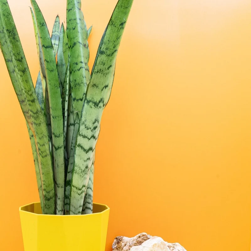 SANSEVIERIA SPEARMINT