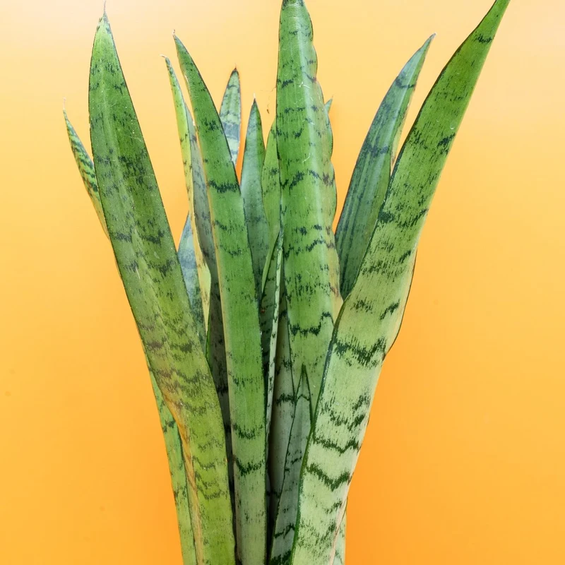 SANSEVIERIA SPEARMINT