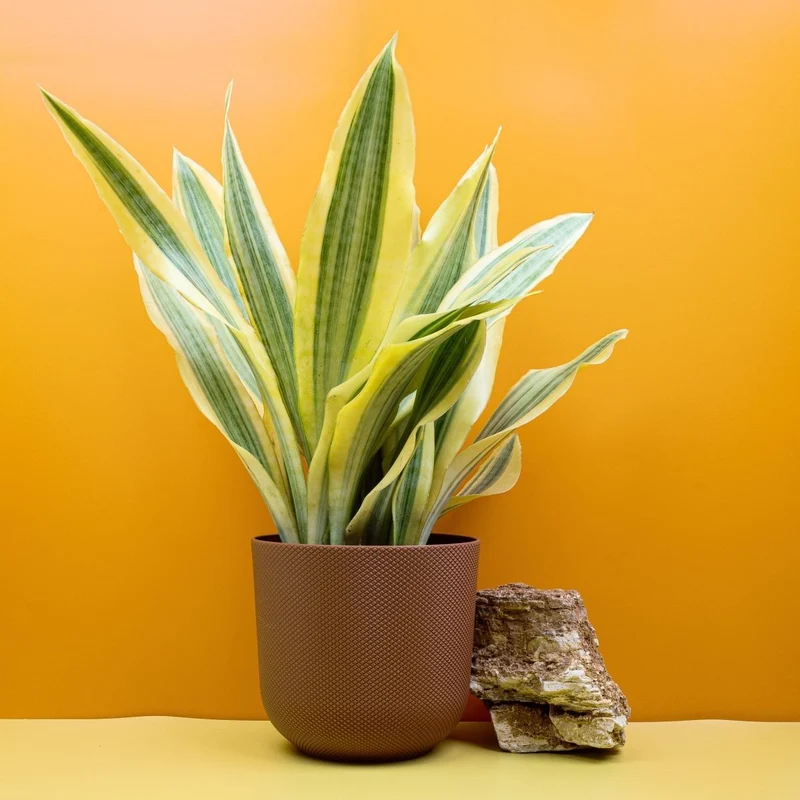SANSEVIERIA YELLOWSTONE