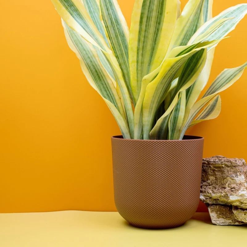 SANSEVIERIA YELLOWSTONE