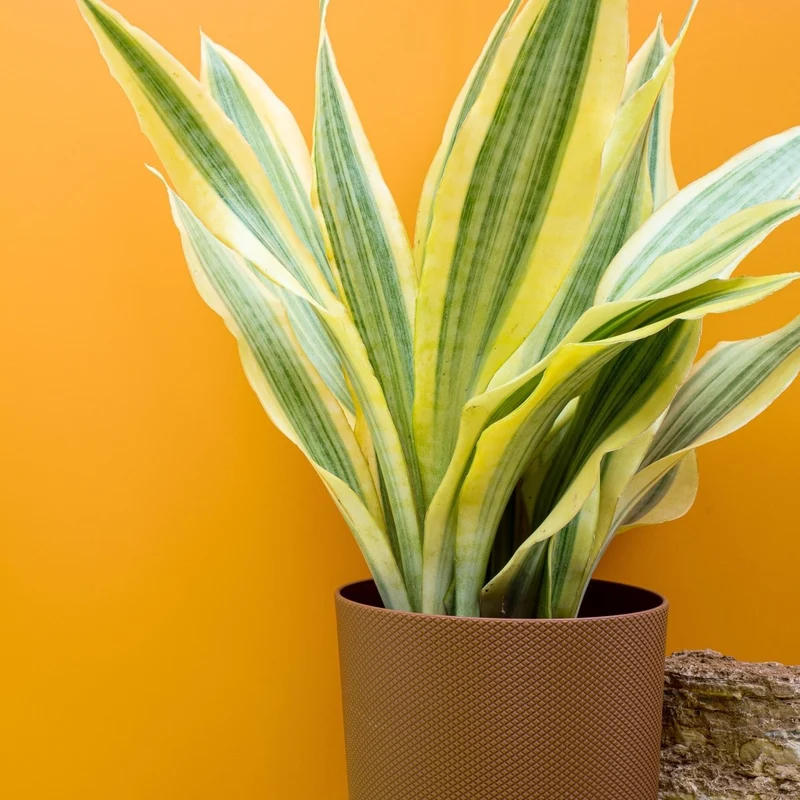 SANSEVIERIA YELLOWSTONE