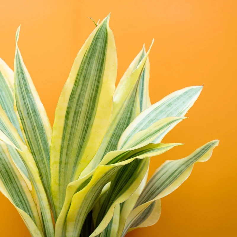 SANSEVIERIA YELLOWSTONE