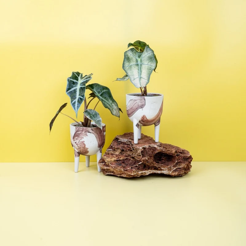 ALOCASIA POLLY VARIEGATA