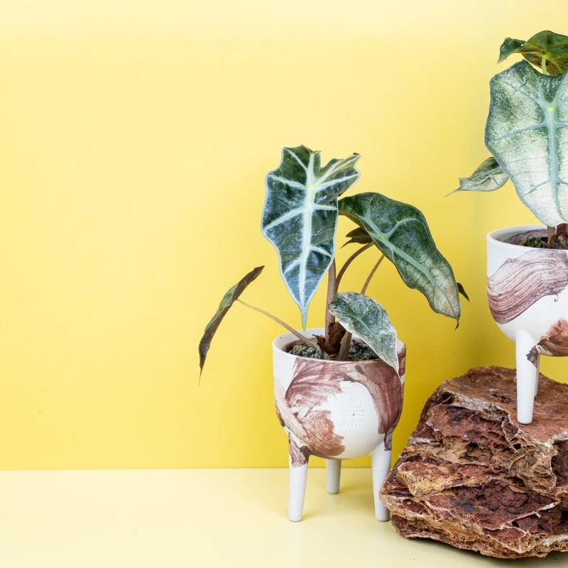 ALOCASIA POLLY VARIEGATA