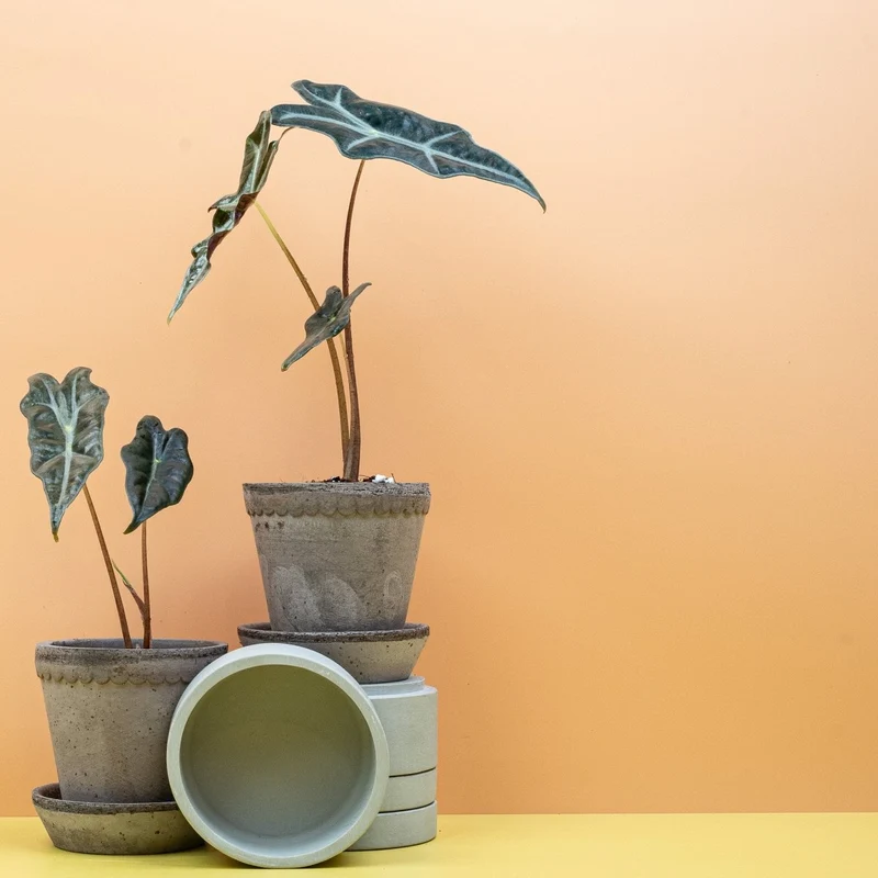 ALOCASIA NOBILIS