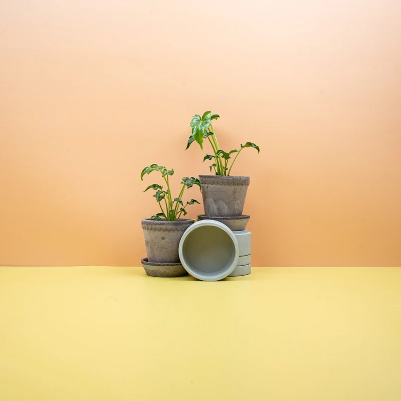 PHILODENDRON ATLANTIS