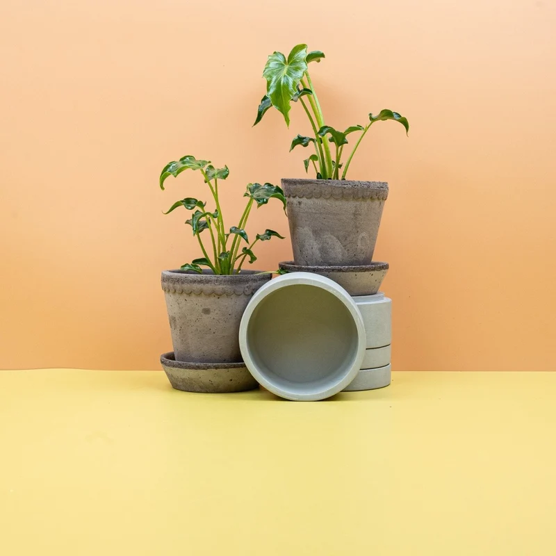 PHILODENDRON ATLANTIS