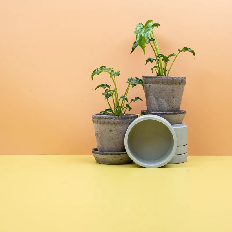 PHILODENDRON ATLANTIS