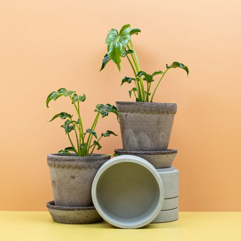 PHILODENDRON ATLANTIS