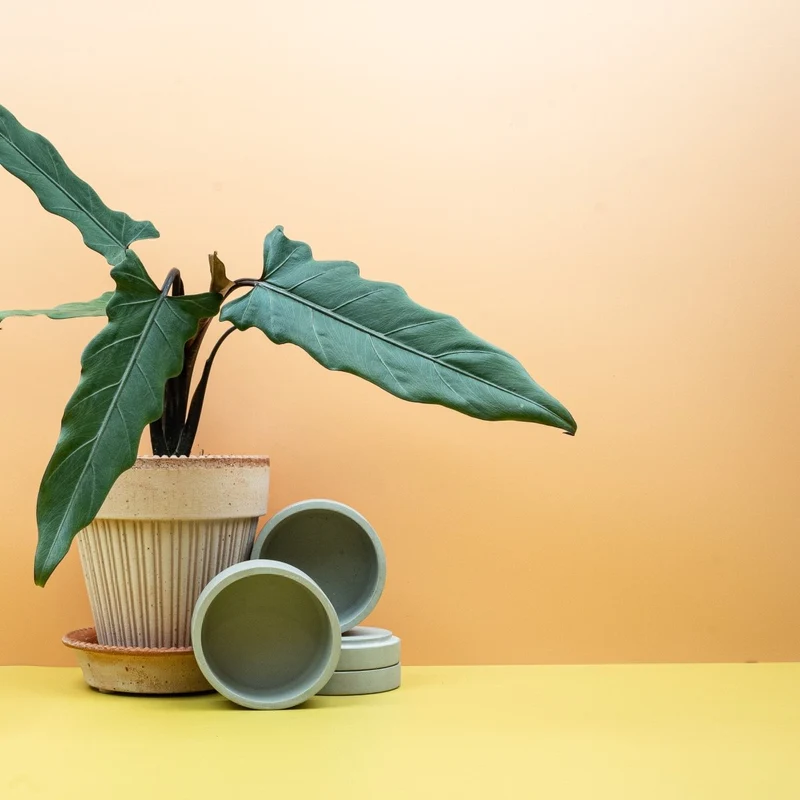 ALOCASIA LAUTERBACHIANA