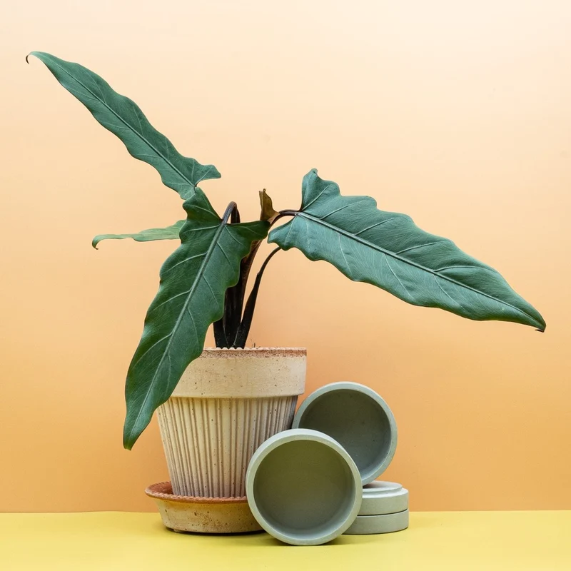 ALOCASIA LAUTERBACHIANA
