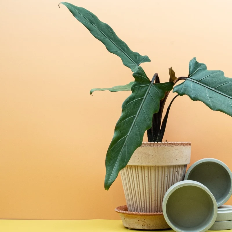 ALOCASIA LAUTERBACHIANA