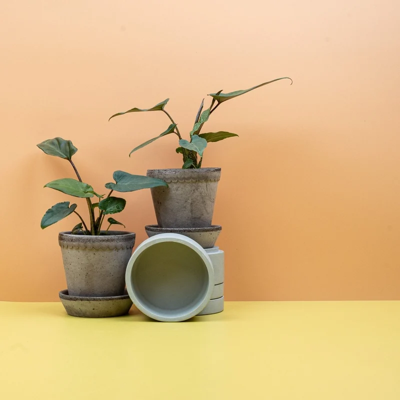 ALOCASIA LAUTERBACHIANA