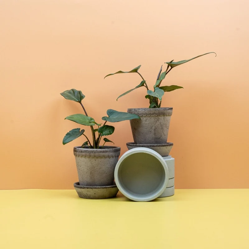 ALOCASIA LAUTERBACHIANA