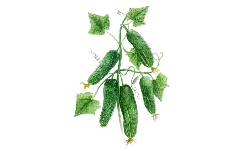 Einlegegurke ‘Vorgebirgstrauben‘