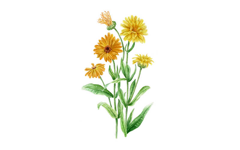 Ringelblume Mischung