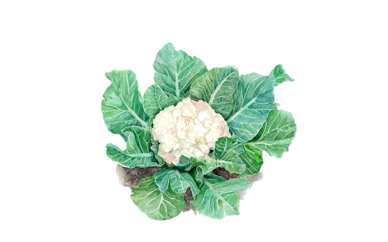 Blumenkohl ‘Neckarperle‘