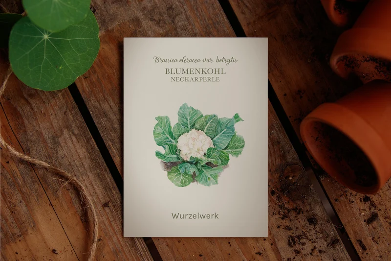 Blumenkohl ‘Neckarperle‘