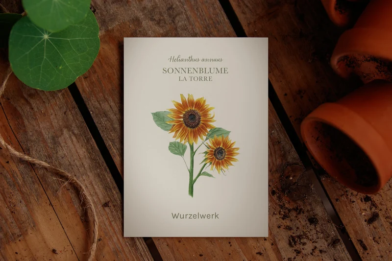 Sonnenblume ‘La Torre’