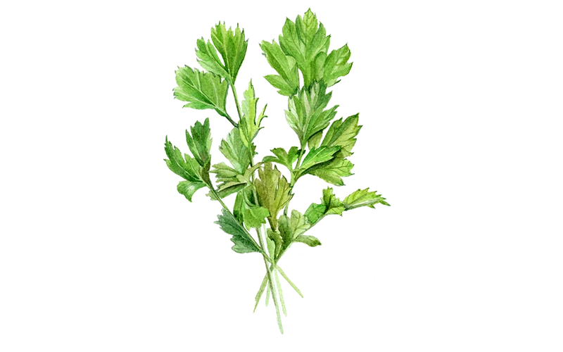 Glatte Petersilie