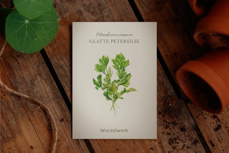 Glatte Petersilie